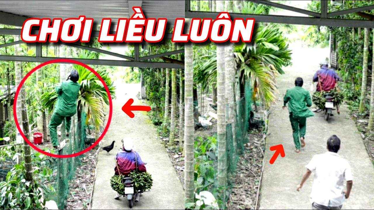 Hai Vợ Chồng Lén Hái Cau Nhà Người Khác Thì Bị Phát Hiện