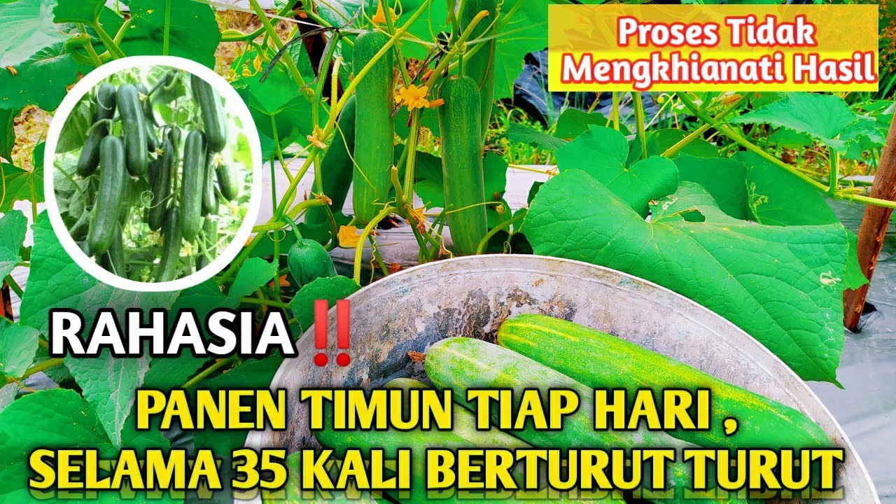 Rahasia panen timun tiap hari sampai 35 kali berturut turut || #panen_ke2