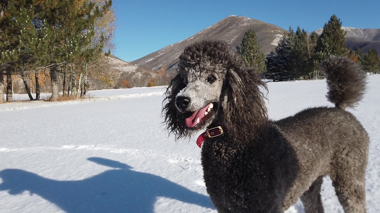 First snow of the season. Watch our 3 standard poodles romp in the snow. They love it