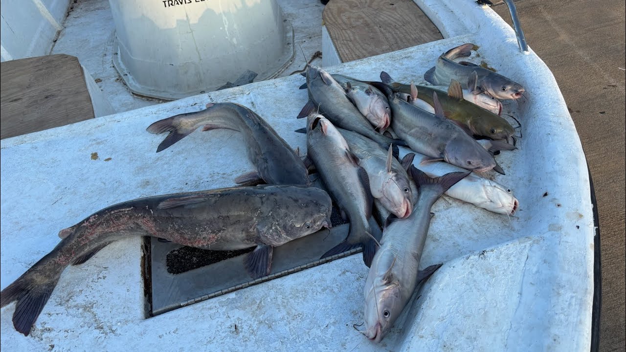 How to catch more catfish during winter!