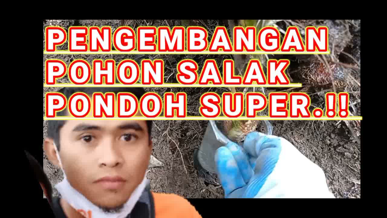 CARA MENGEMBANGKAN BIBIT SALAK PONDOH||budidaya salak pondoh