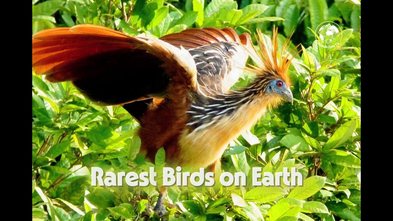 Rarest birds on Earth
