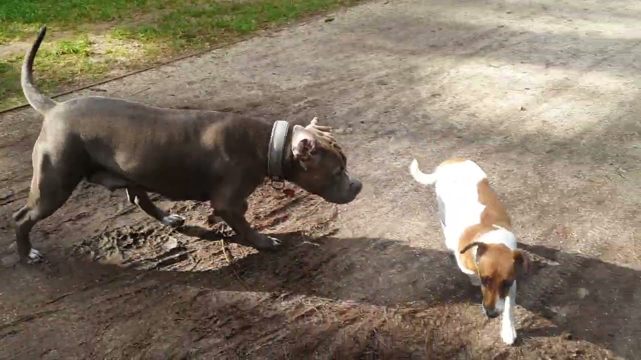 Pitbull attacks smaller dog or socializing at the dog park? #dog #pets