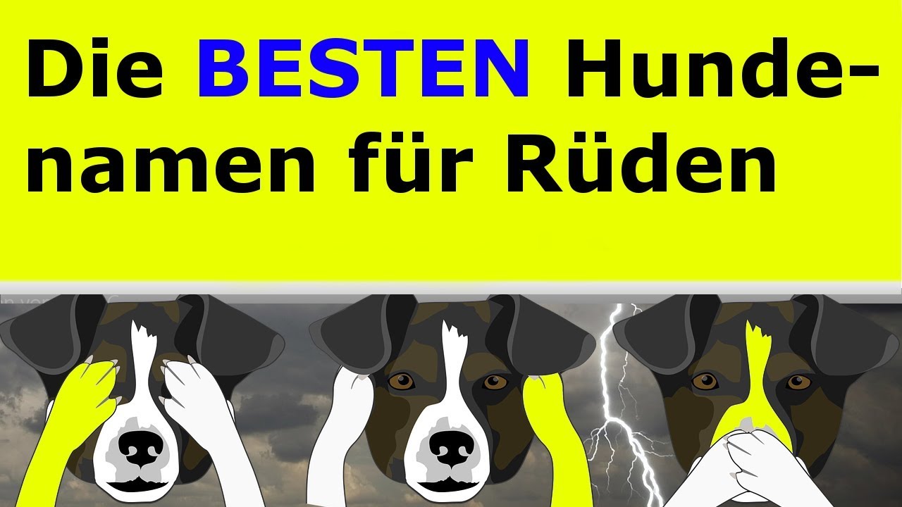 BELIEBTE HUNDDENAMEN RÜDE - LUSTIGE HUNDENAMEN MÄNNLICH - MÄNNLICHE HUNDENAMEN
