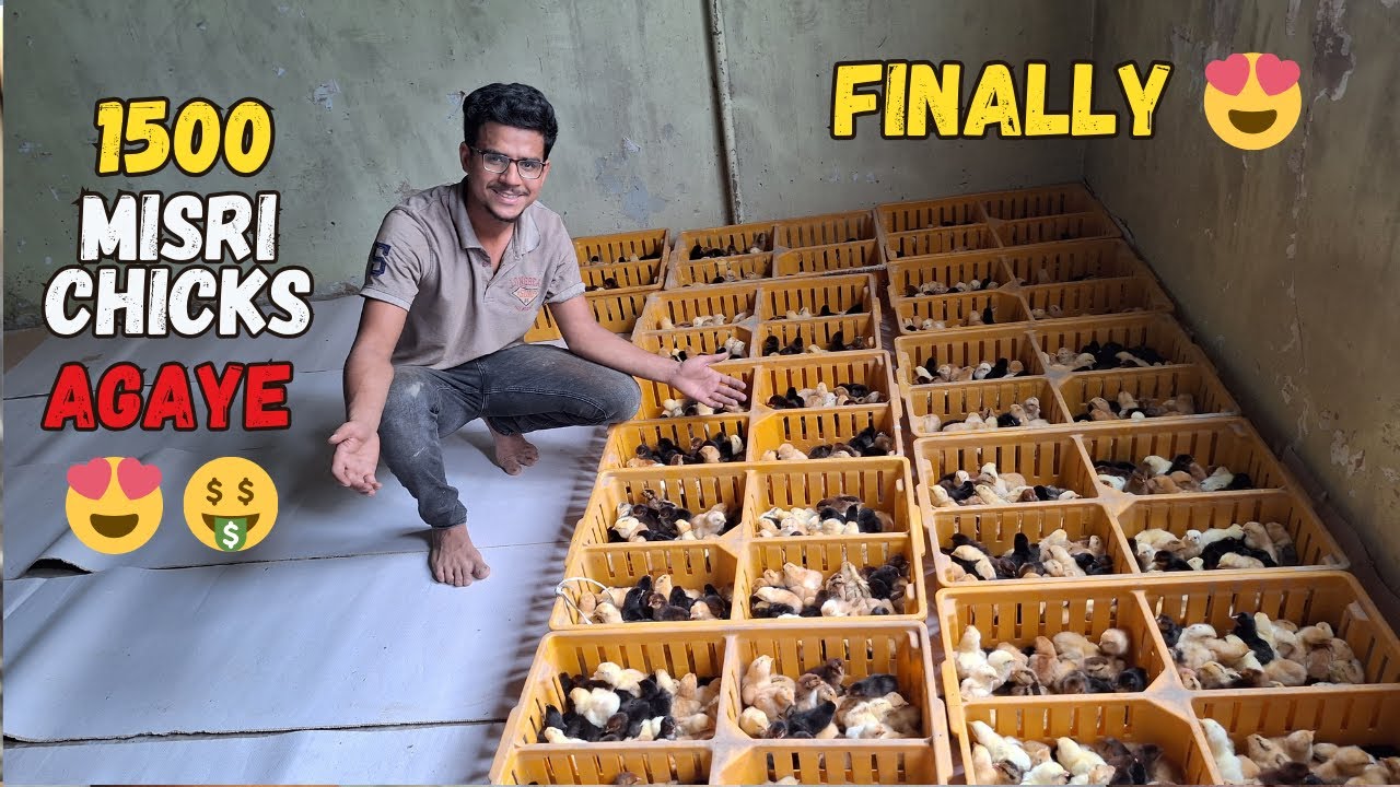 Finally 1500 Misri Chicks Bhi Agaye Setup Pr 🐥❤️ 🐣 | Small Scale Poultry Farming at Home Day 1 🏠