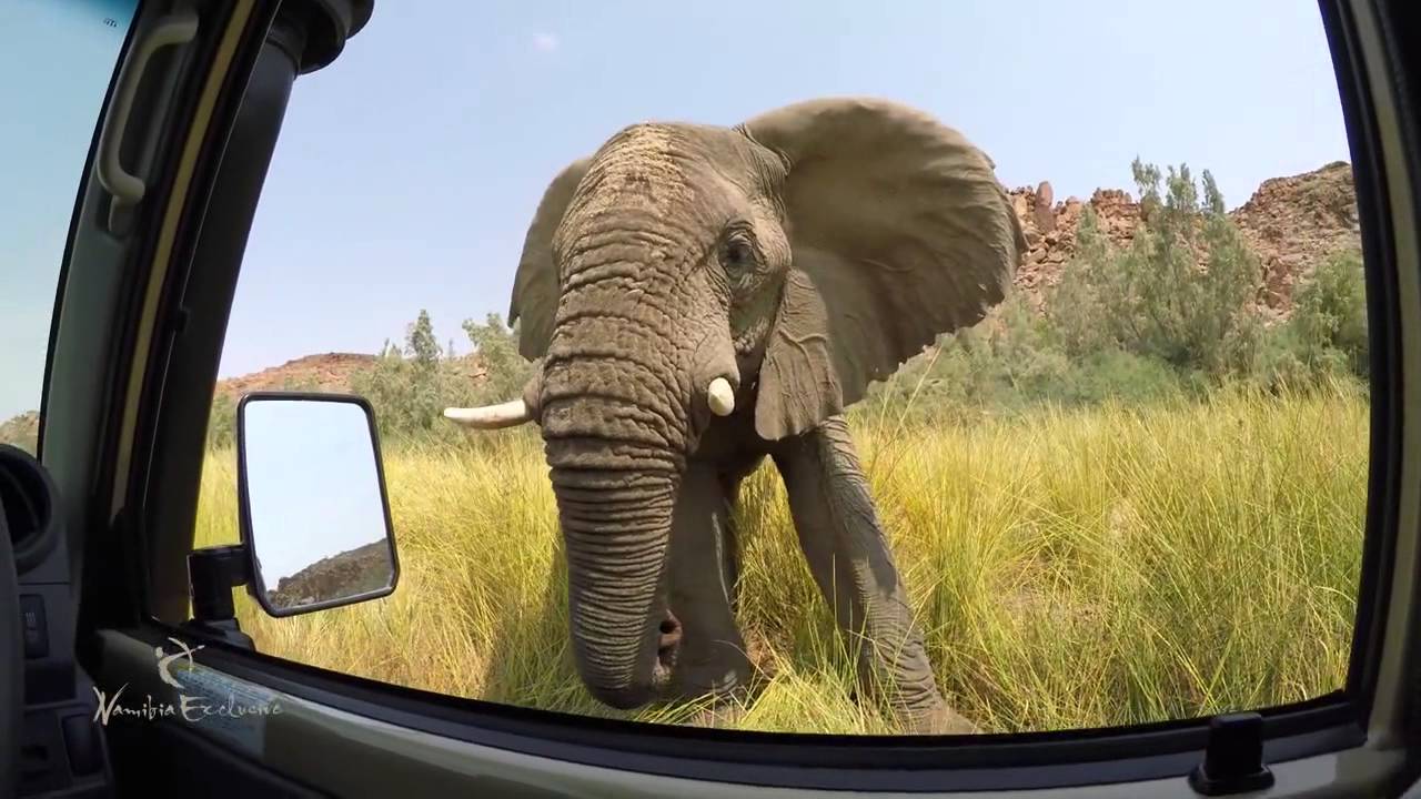 Very curious elephant in Damaraland, Namibia!