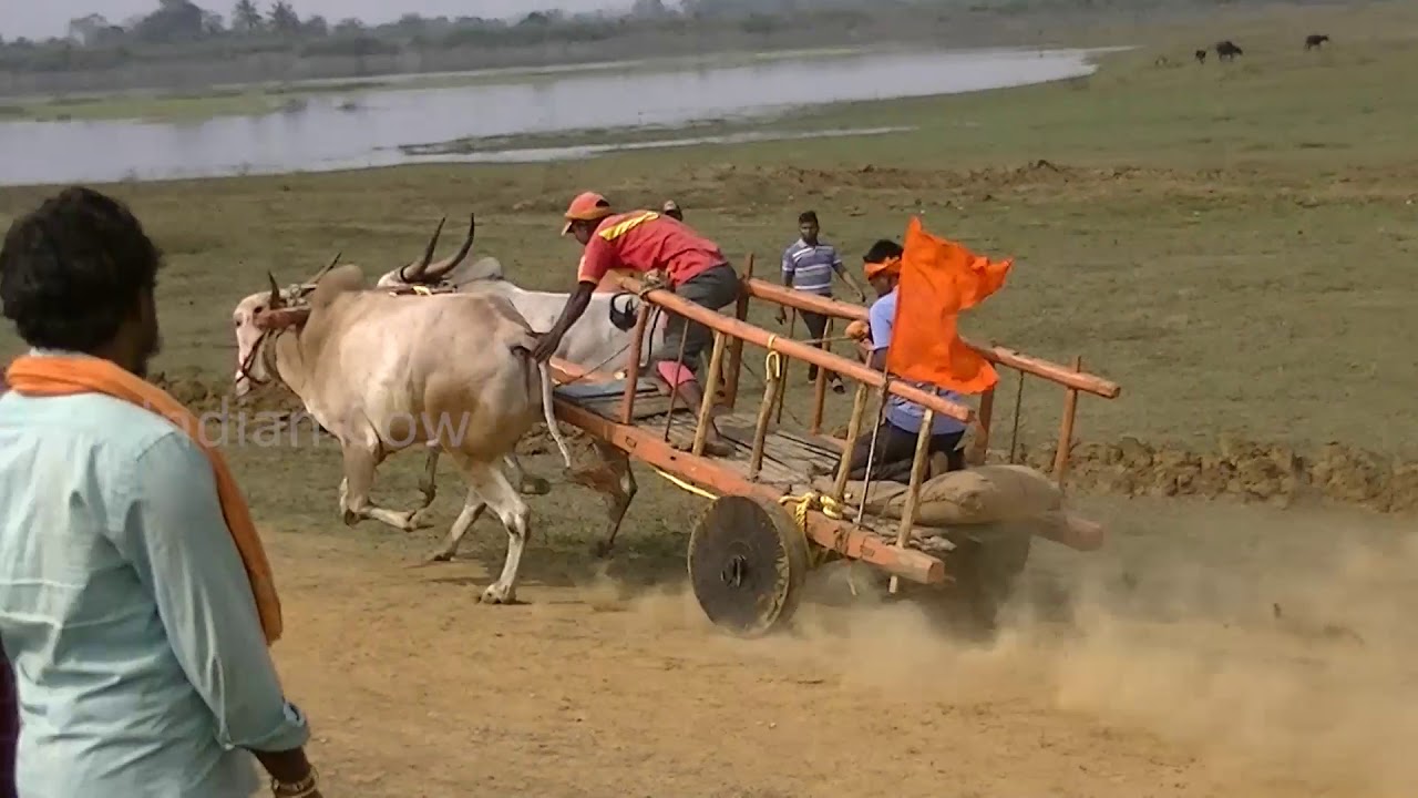 Teragaon racing with khillari bulls