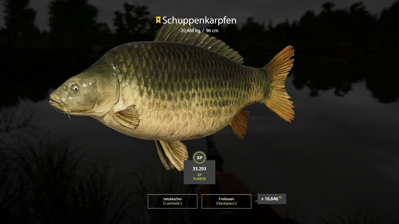 Schuppenkarpfen Trophy 24 Kg Russian Fishing 4 2021 08 13 06 21 29