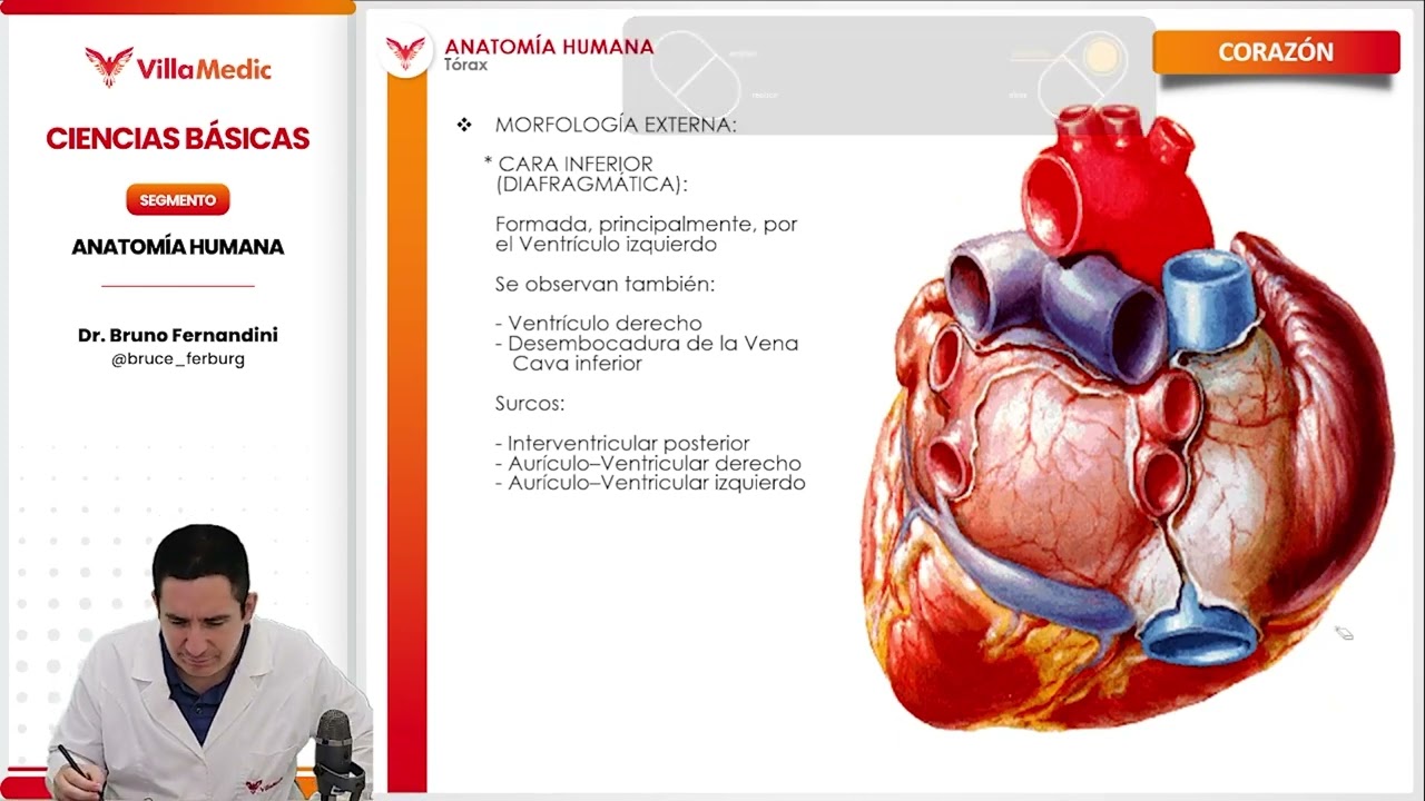 Anatomía Cardiaca - Villamedic