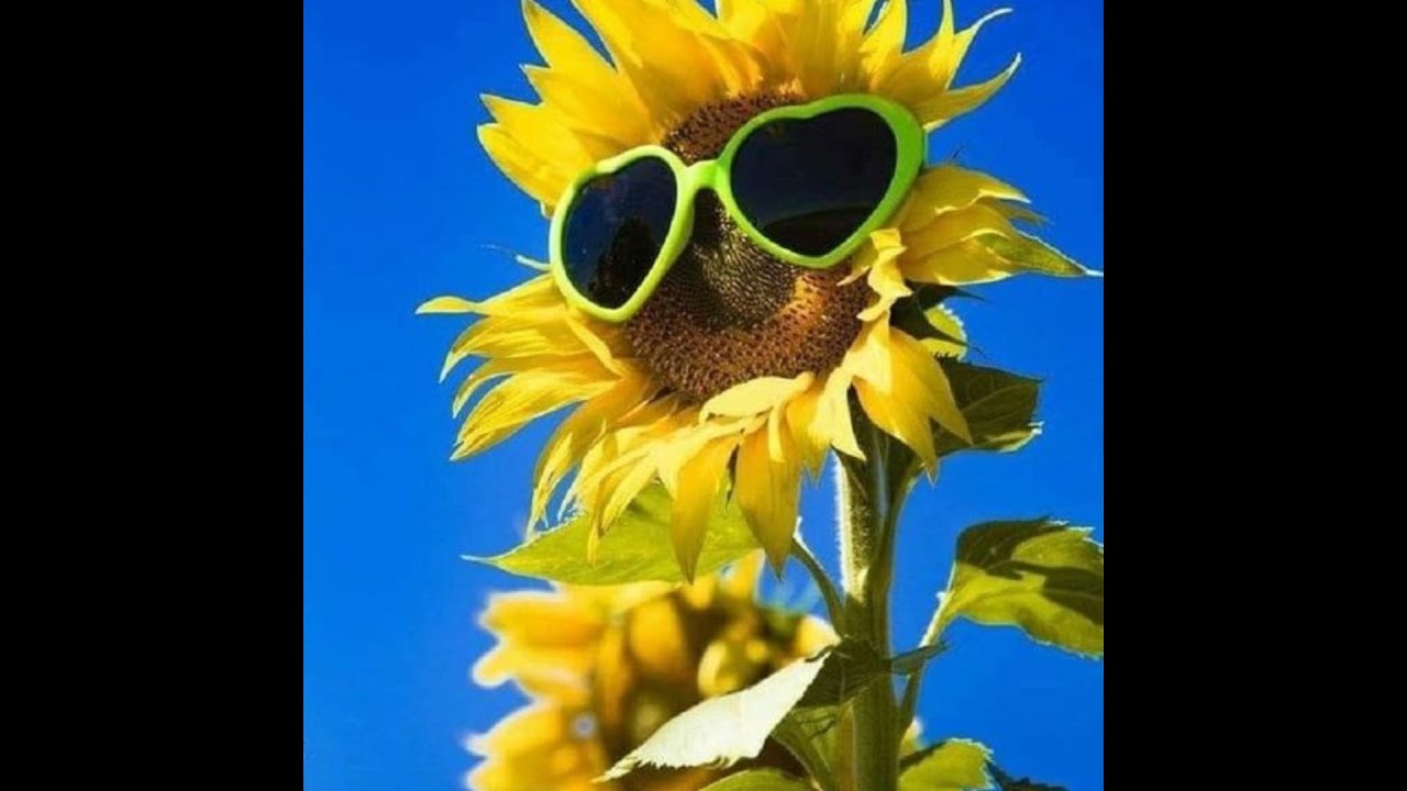 [Free for profit] bedroom pop x indie type beat - 