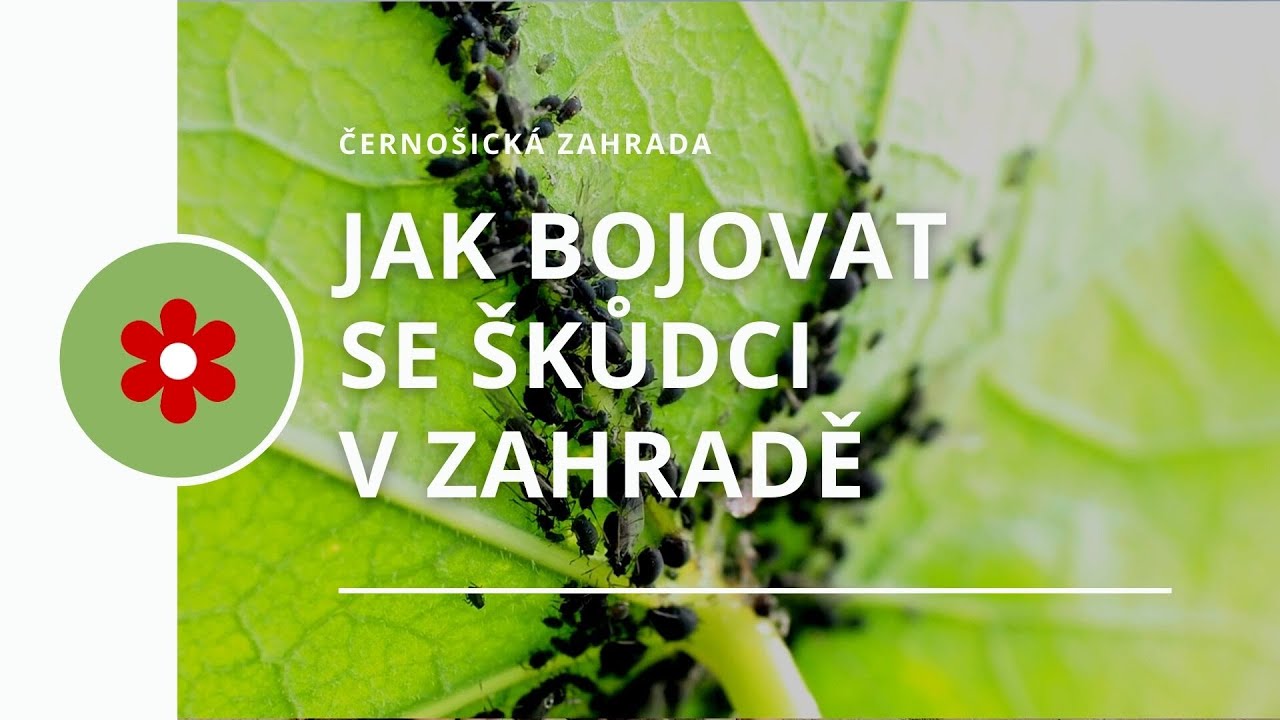 Jak bojovat se škůdci v zahradě