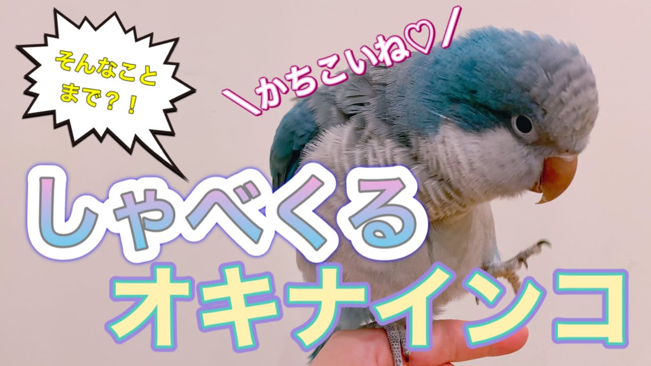 オキナインコの可愛いおしゃべり特集♪／Monk parakeet speaks.