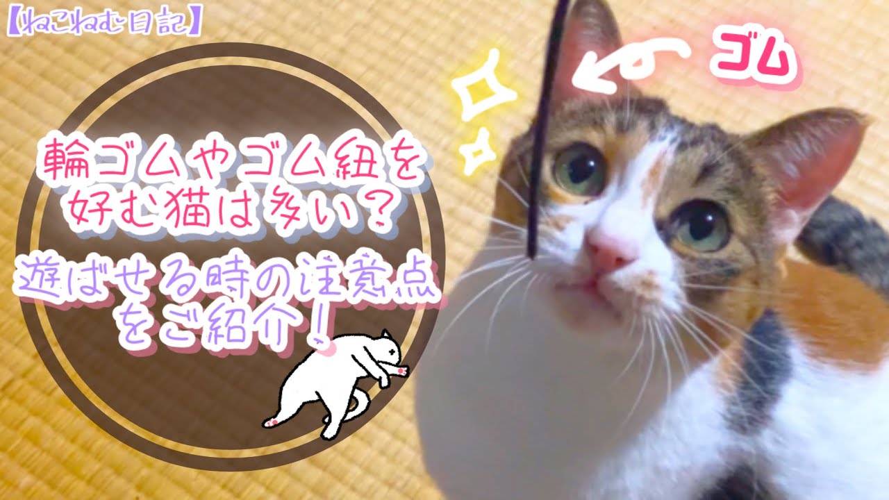 【猫あるある】ゴム紐好きな猫は多い？誤飲の危険性や遊ばせる時の注意点をご紹介！