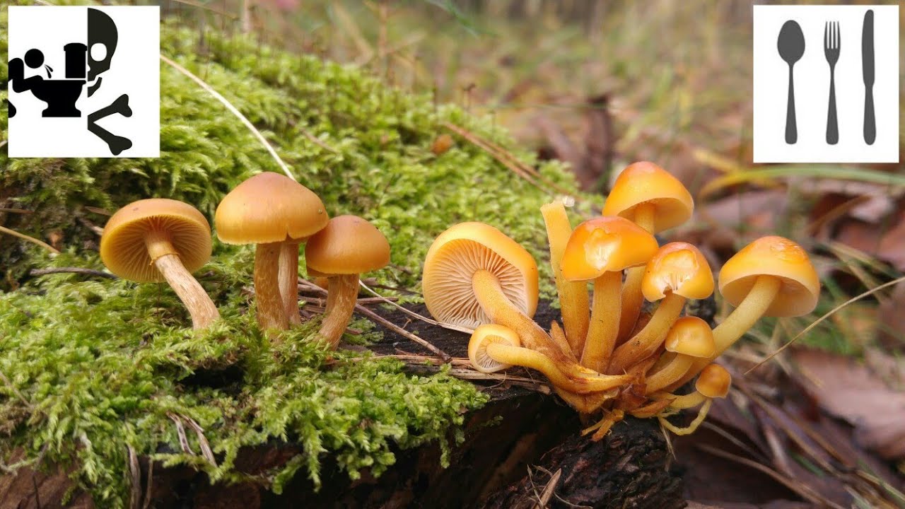 Porównanie : Hełmówka jadowita (Galerina marginata) vs  Płomiennica zimowa (Flammulina velutipes)