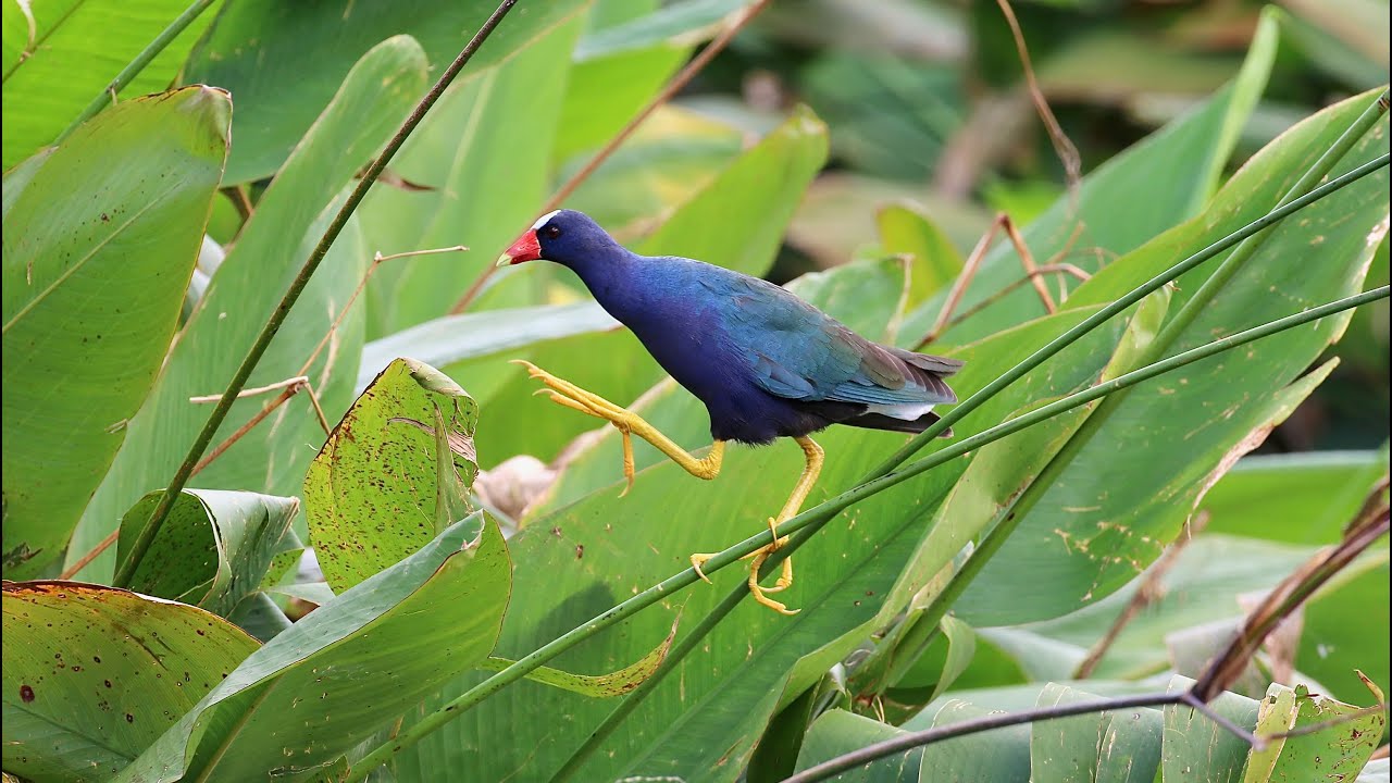 Birding Florida, USA 4—WARBLERS, RED-MASKED PARAKEETS, GULLS, TERNS, GALLINULE, WOODPECKERS & MORE!