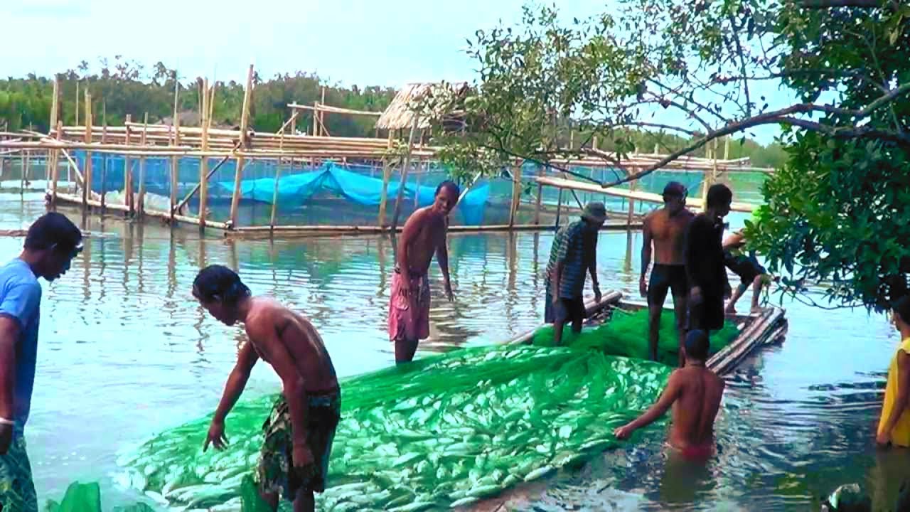 Amazing Milkfish Harvest- Thousands of milkfish harvested in the Philippines