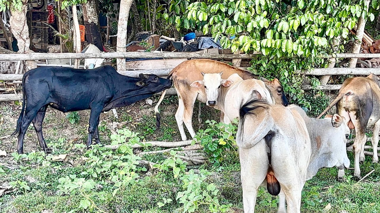 Funny cows video 🐄🦬