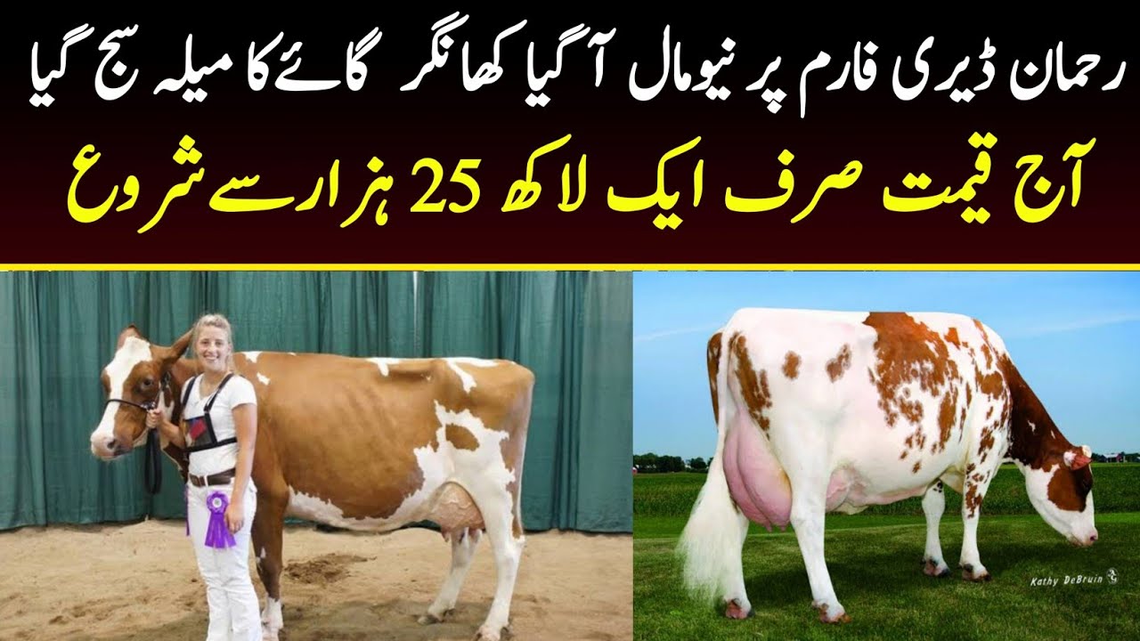 Rahman Dairy Farm | Cross Cow | Jersey Cow | Pregnant Cows | Cow Farm | Jani Best