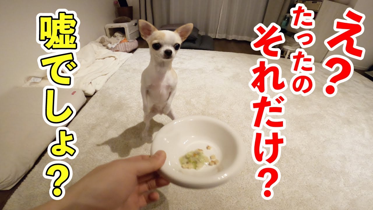 餌をあげるあげる詐欺っ!? いつものご飯の量を極端に減らしたらチワワのチャイさんはどんな反応をするのか？？