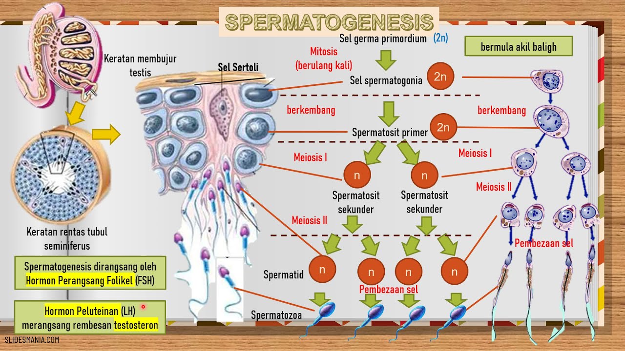 BIOLOGI KSSM TINGKATAN 4:15.1 SISTEM PEMBIAKAN MANUSIA & 15.2 GAMETOGENESIS MANUSIA