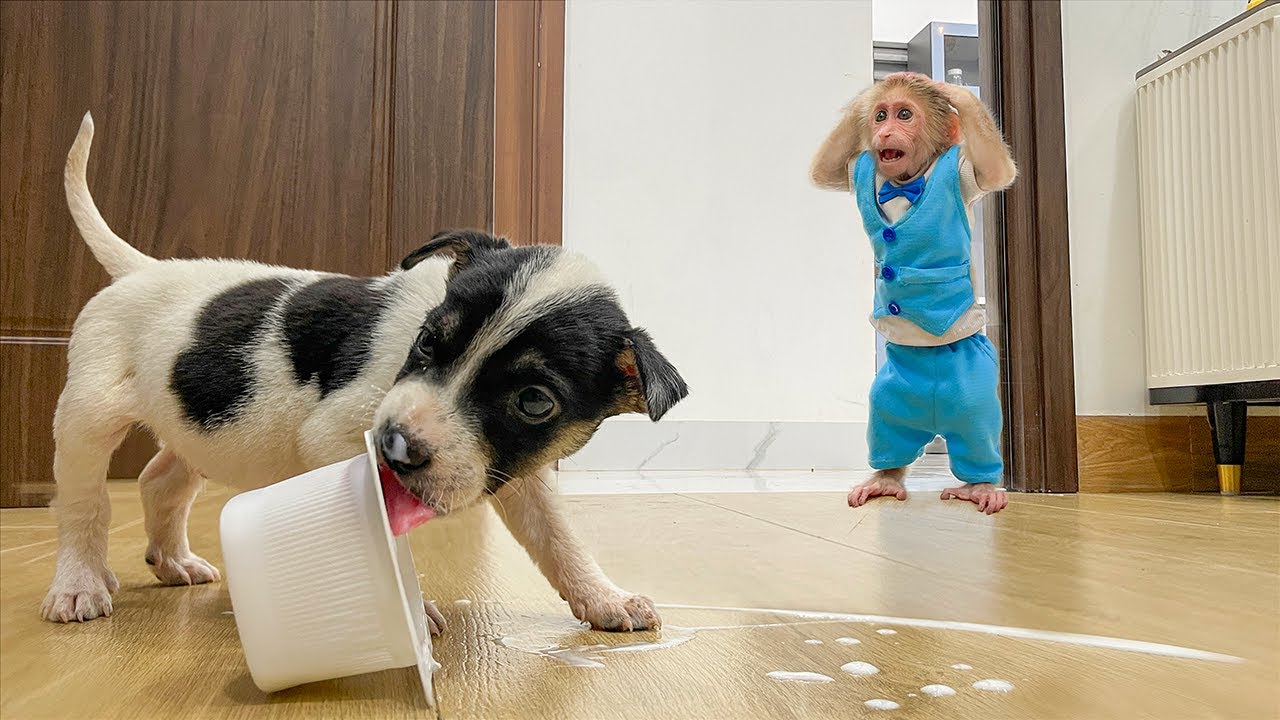 OMG! Angry Monkey Cubis , What trouble Lucky puppy caused..?