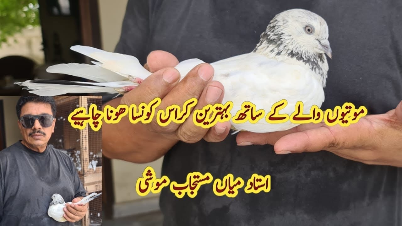 Sialkoti jonsiray motion wale kabootar k sath konsa Cross Best hai? Ustad Mian Mustajab Moshi
