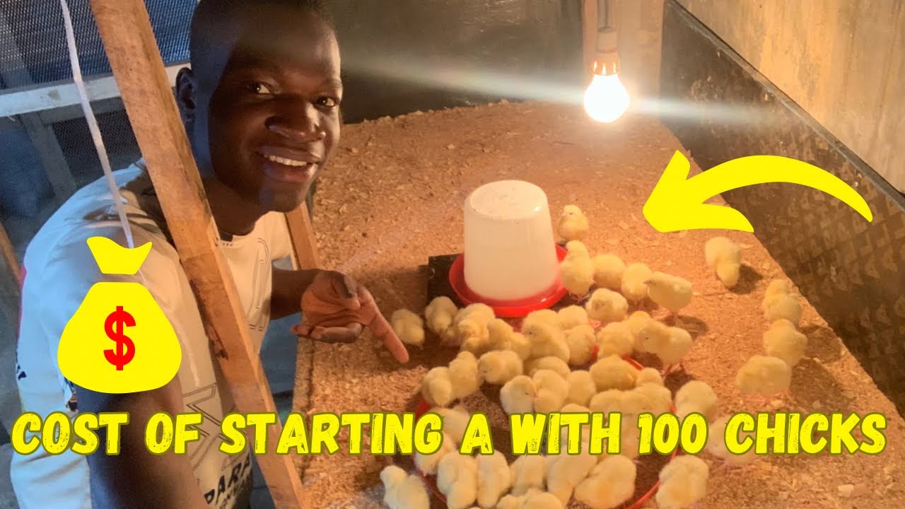 Cost of starting a poultry farm with 100 chicks
