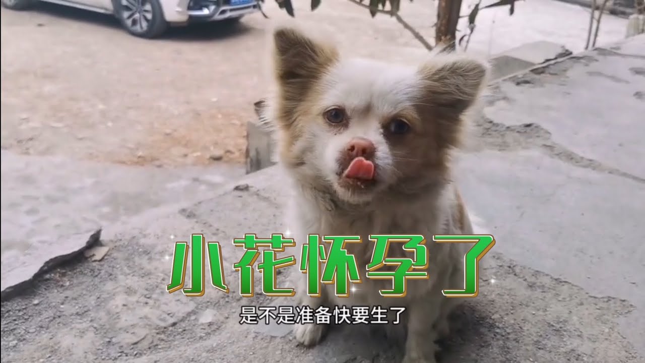 大冬天的流浪狗经常来找我，仔细一看原来怀孕了，这下怎么办好  #樂浪星 #流浪生活 #dog rescue #rescue dogs