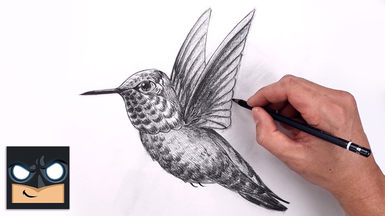 How To Draw a Hummingbird | Beginner Pencil Sketch Tutorial (Step-by-Step)