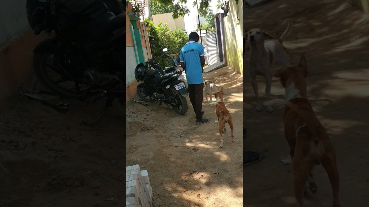 nayku biskatta#viral#feed#youtube#shorts