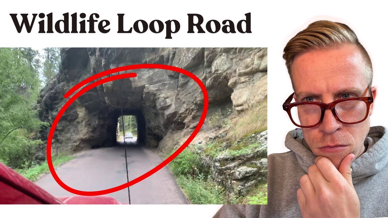 Wildlife Loop Road of Custer State Park South Dakota REACTION