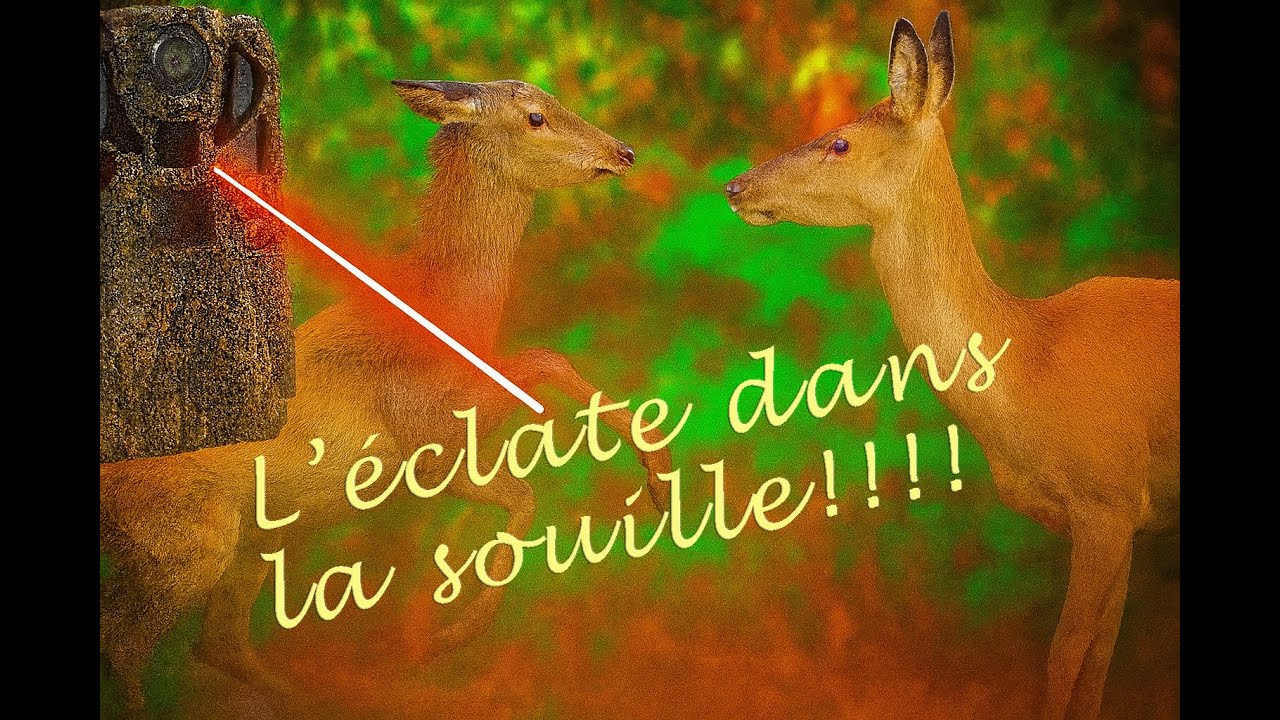 C'est l'éclate entre bambi et sa maman à la souille!