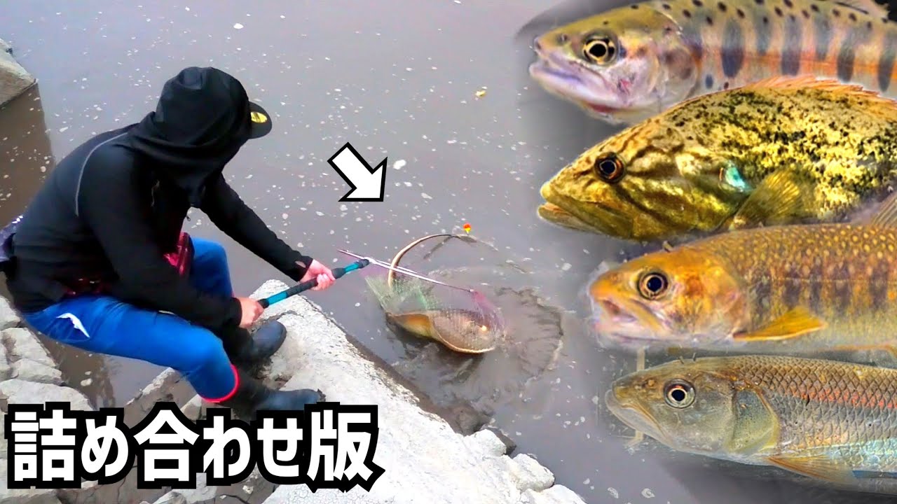 夏休み暇人専用詰め合わせ版【きなさんと九州各地で釣り編】