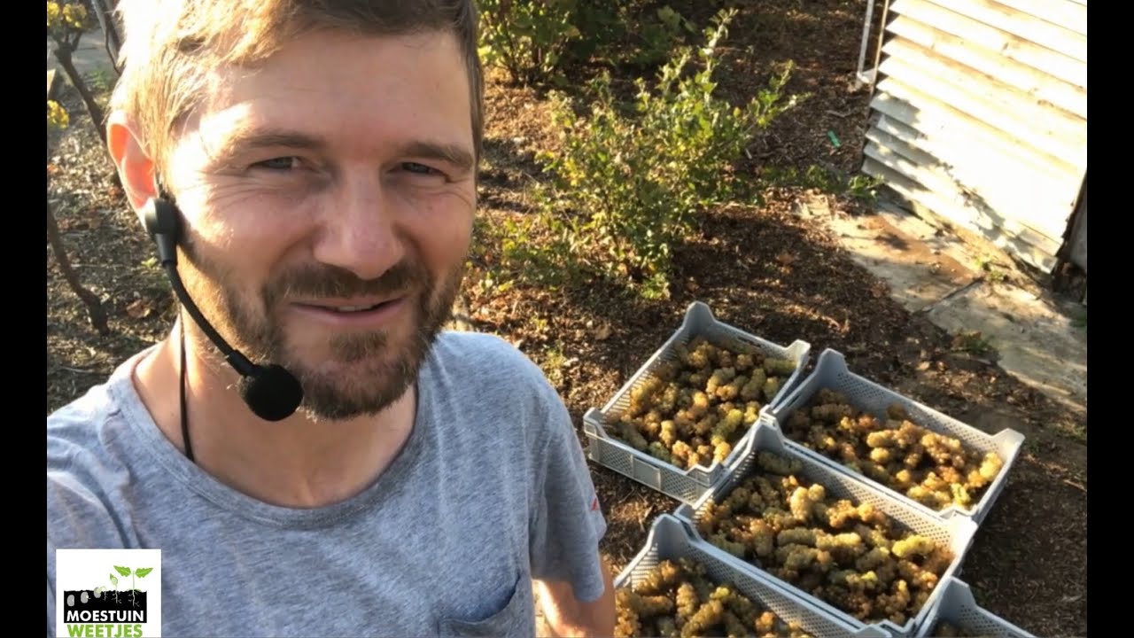 Toms wijngaard 004 : Schuimwijn maken van Johanniter DEEL 1