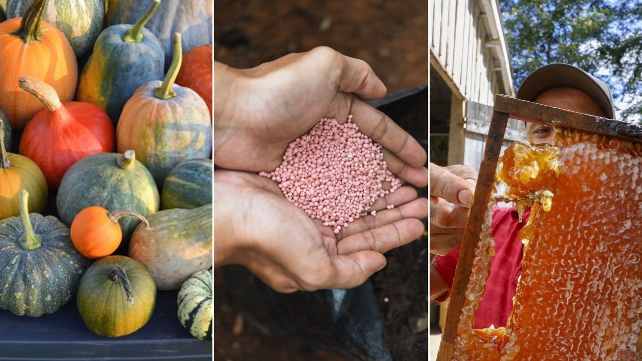 Confira as principais notícias do agronegócio da manhã desta sexta em PG