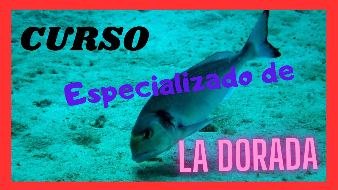 [CURSO ESPECIALIZADO] PESCA de la DORADA trucos y consejos