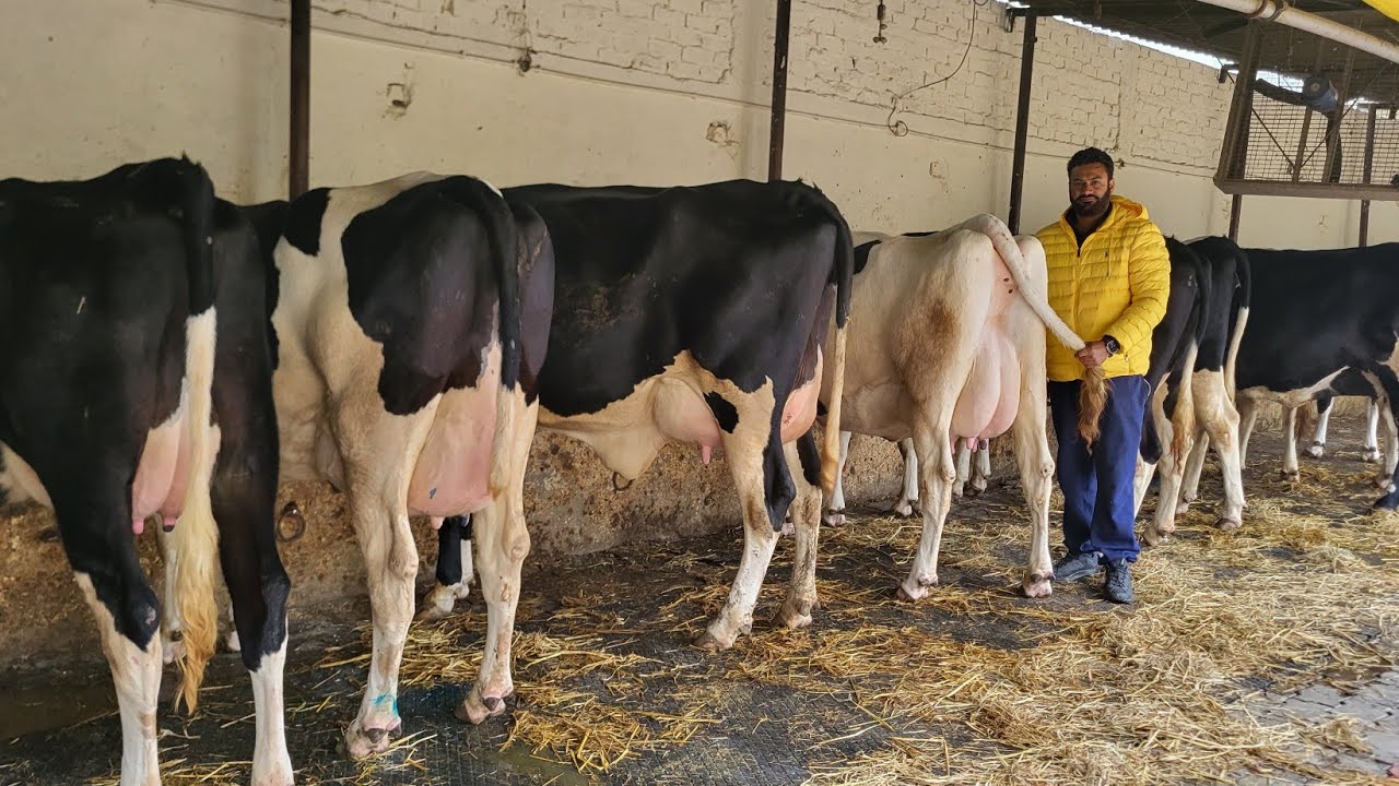 For Sale H.F 50 से 60 ली दूध कांटे पर तौल कर तसल्ली करवाई जाएगी जोली डेयरी की 1-2  ब्यांत एच एफ