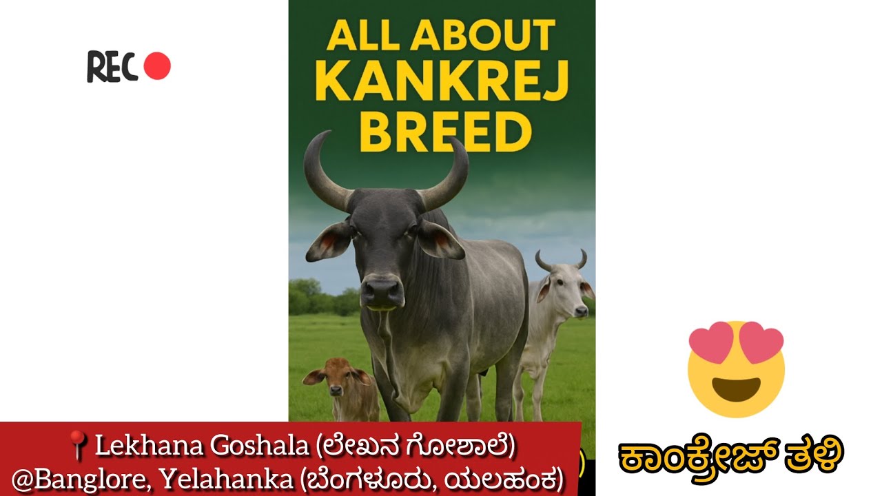 🏆Kankrej Breed – Pride of India with Global Influence, ಕಂಕ್ರೆಜ್ ತಳಿ(ಶಕ್ತಿ, ಸಹನೆ ಮತ್ತು ಸ್ನೇಹದ ಪ್ರತೀಕ)