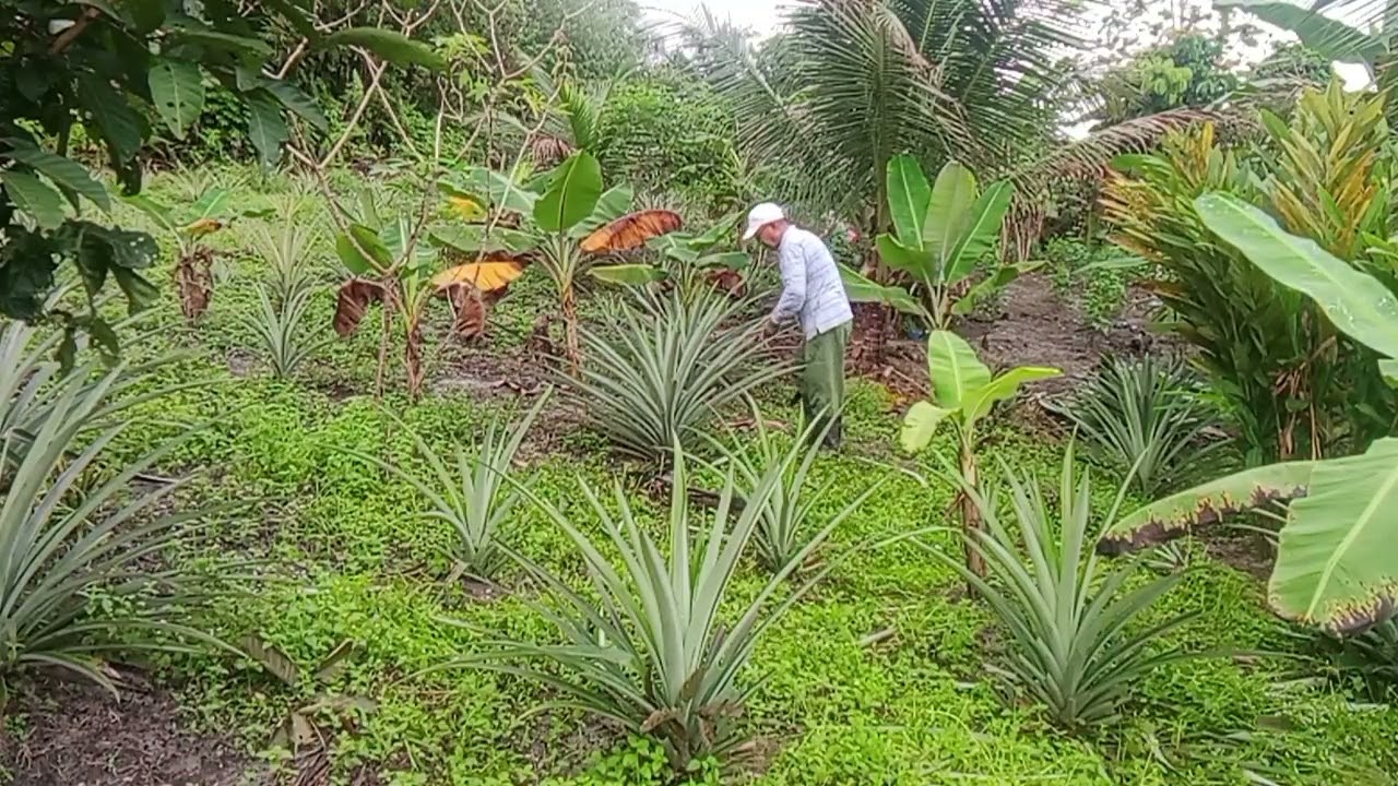 NGEMAS POKOK TANAMAN,SEBEDAU MANCHIT RUMPUT NGENA RACUN.
