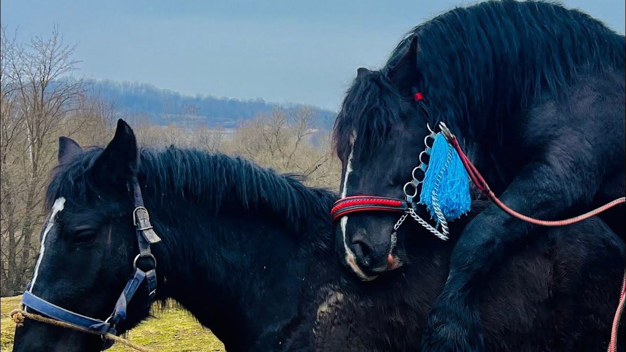 ВЕСНА ПРИЙШЛА, ГРЕТА В ОХОТІ. СОКРАТ ПРАЦЮЄ