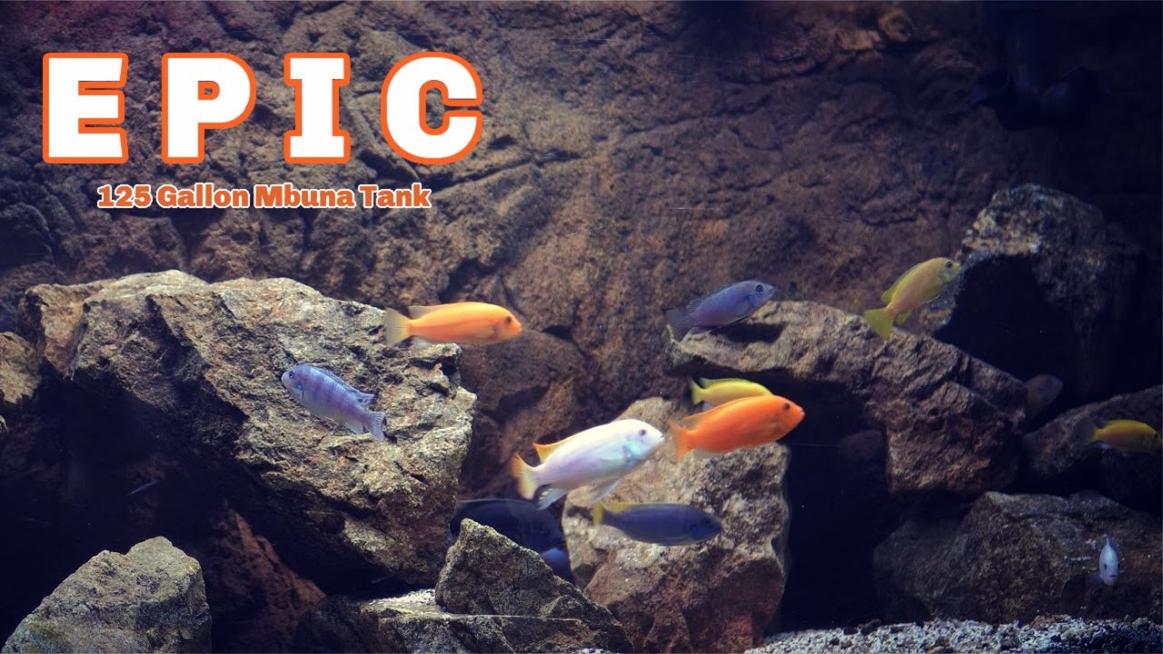 Creating The Ultimate Mbuna Tank