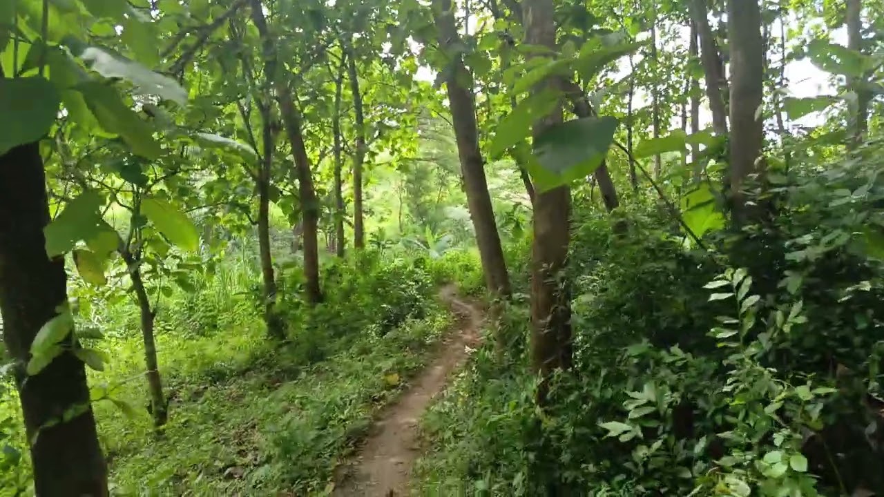 Out of the forest to the residents' plantations @GreenPlants7.17.19 