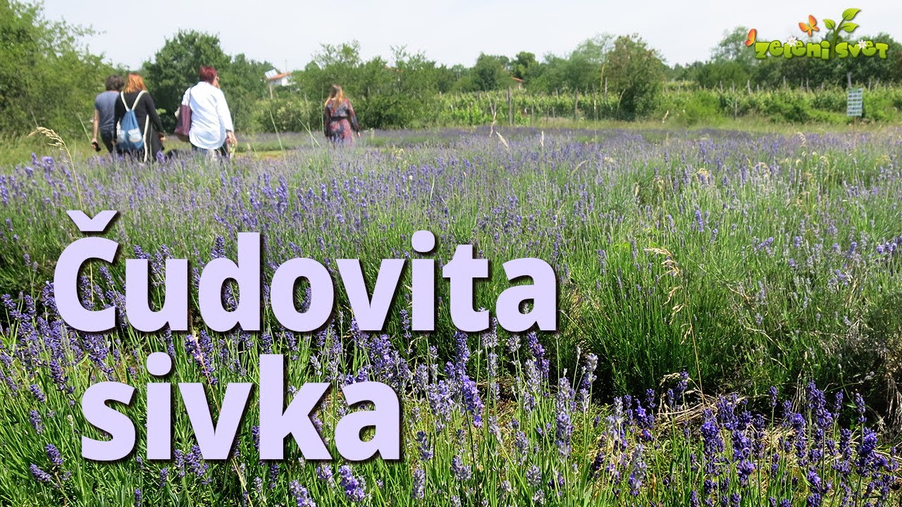 Čudovita sivka in Bučeva domačija s Krasa