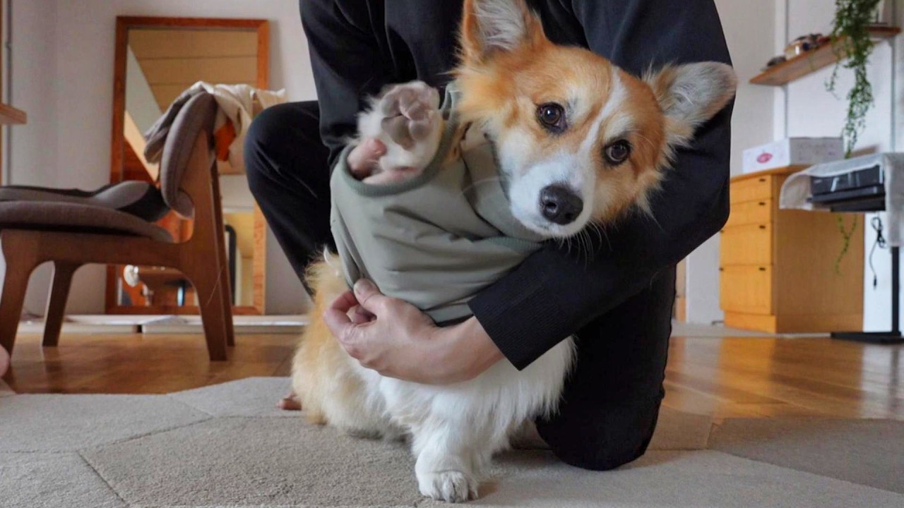 「初雪」が降ったので、愛犬に『冬用の防寒着』をプレゼントしてみた結果…