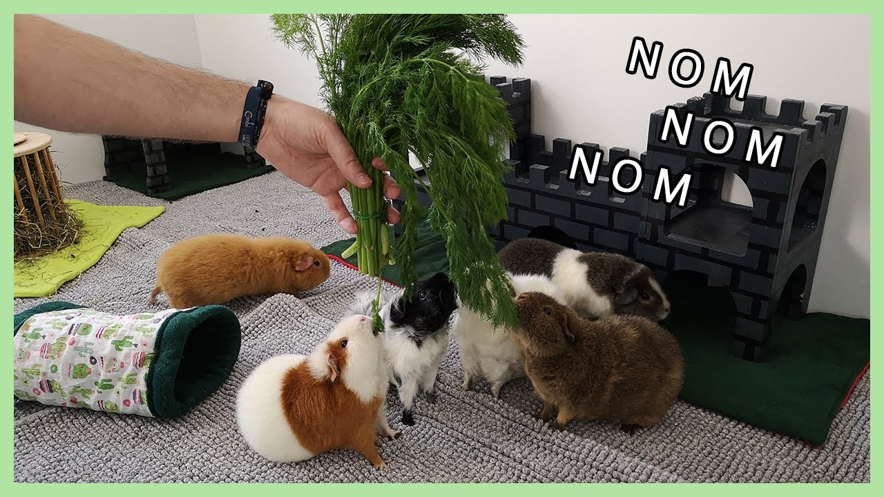 das absolute Lieblingskr&auml;uterli: Dill | Futterkritiker Dill