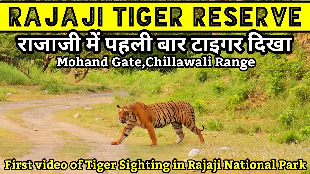 Rajaji National Park | राजाजी में पहली बार टाइगर दिखा | Rajaji Tiger Reserve | #tiger #latestvideo