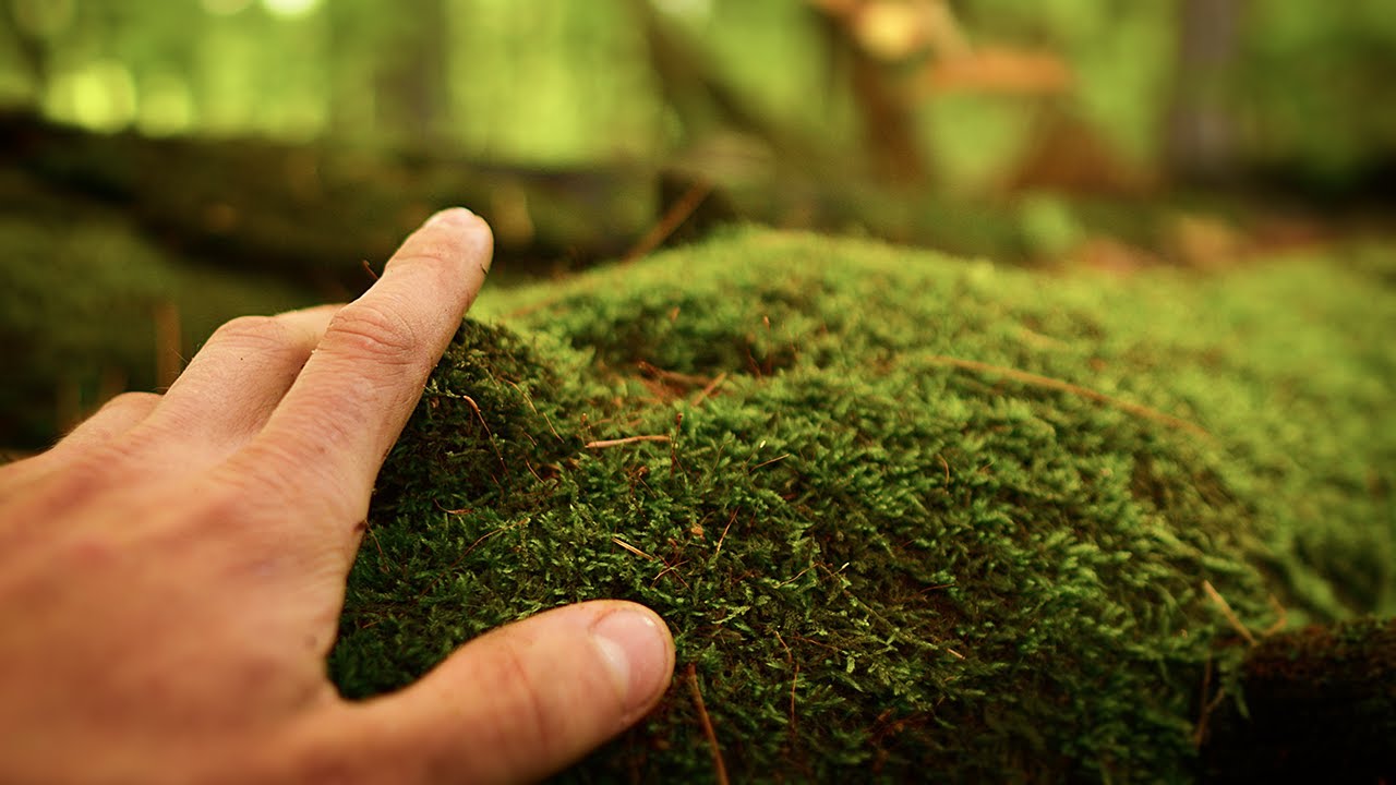 Searching for ASMR in Nature