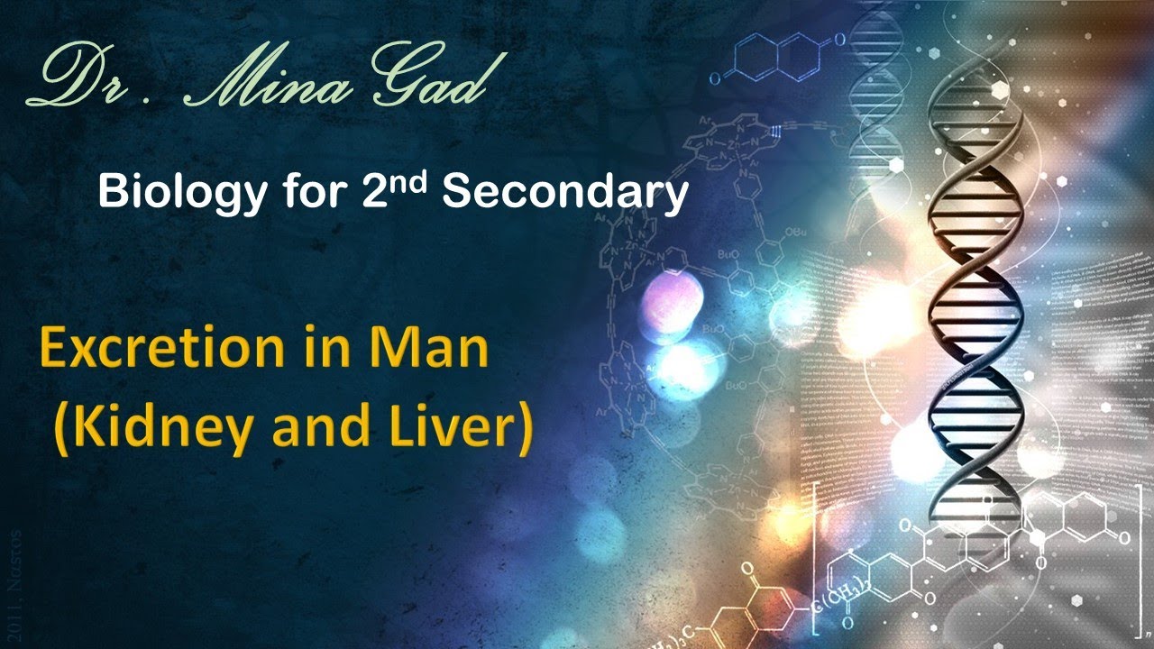 Excretion in man (Kidneys and liver) - Biology for 2nd secondary
