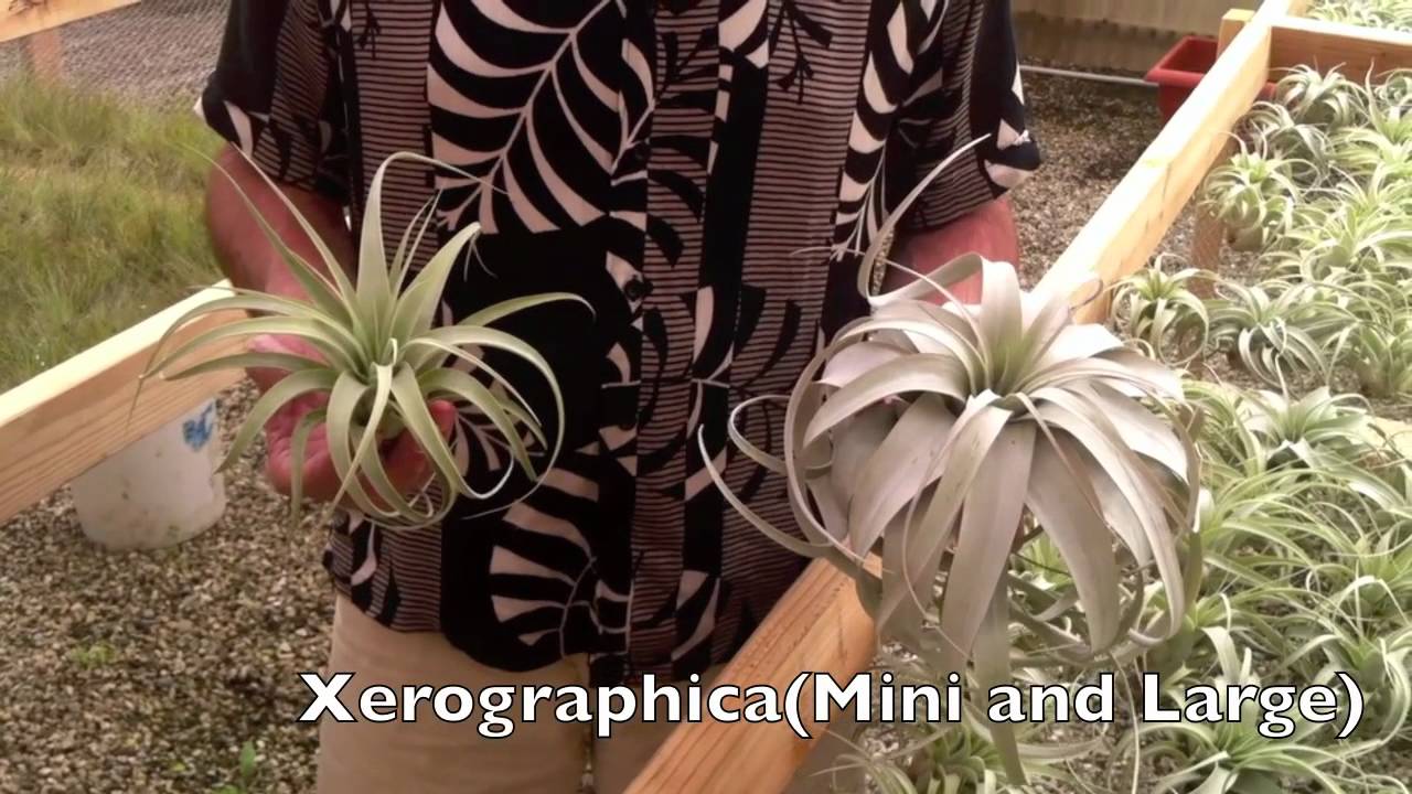 Plantaflor Tillandsias