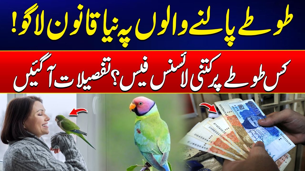 Shocking Update: Parrot Keeping Now Requires License – Fee Details Inside! | City 42